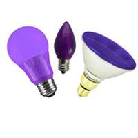 Purple Colored Bulbs 